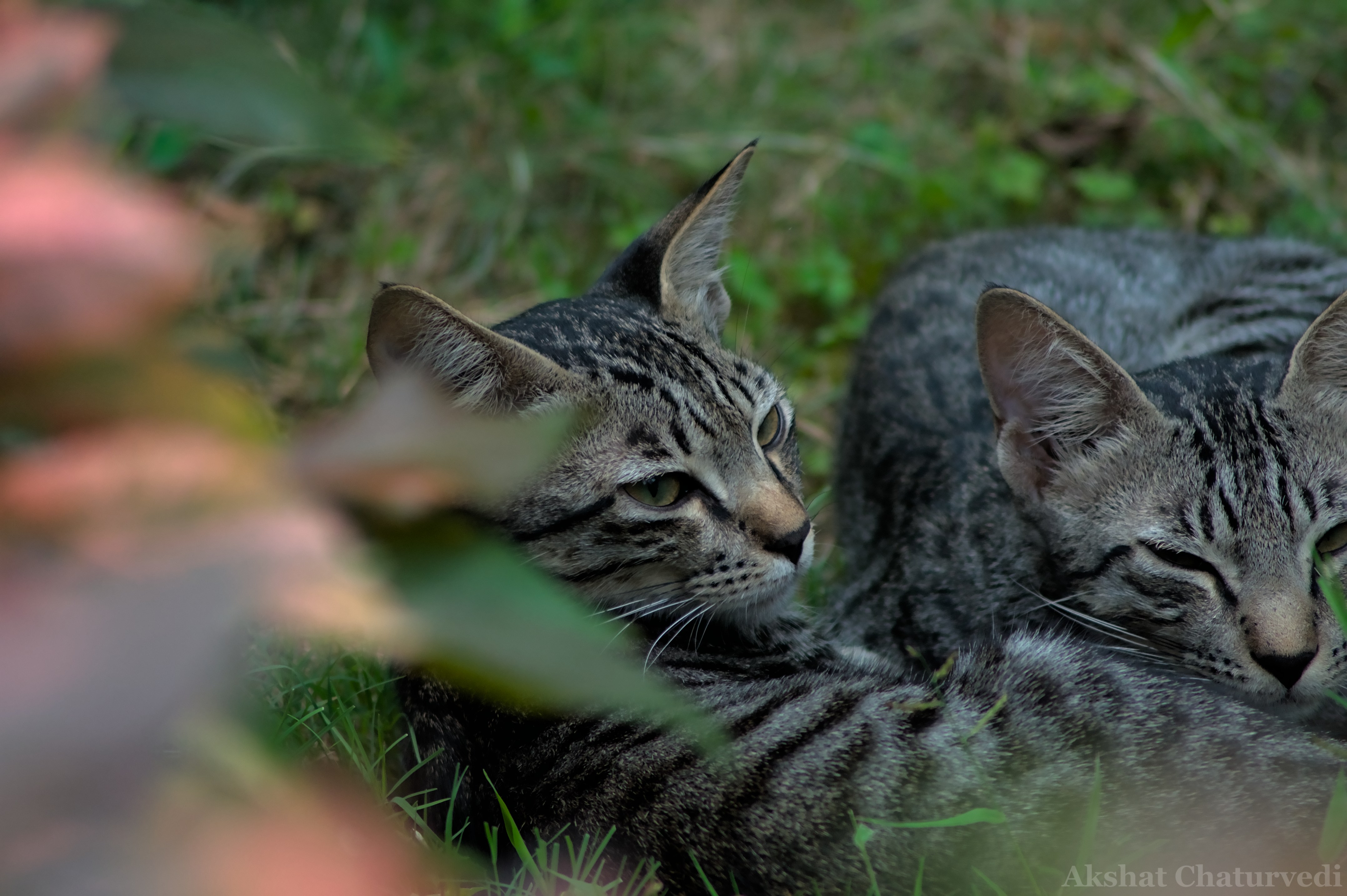 Cats. Pune, May 2025