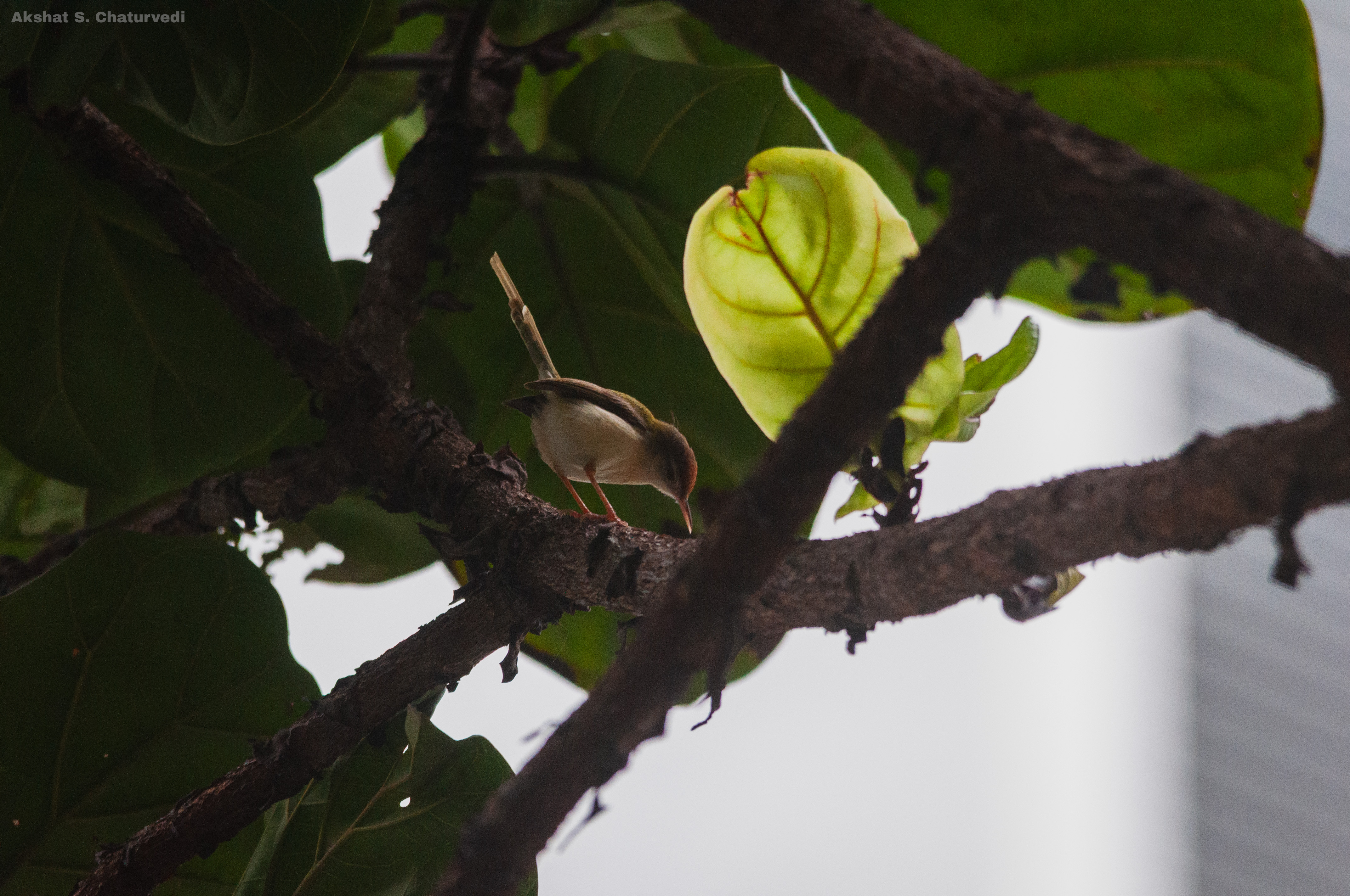 A foraging Common Tailorbird (Orthotomus sutorius), Pune. July 2024