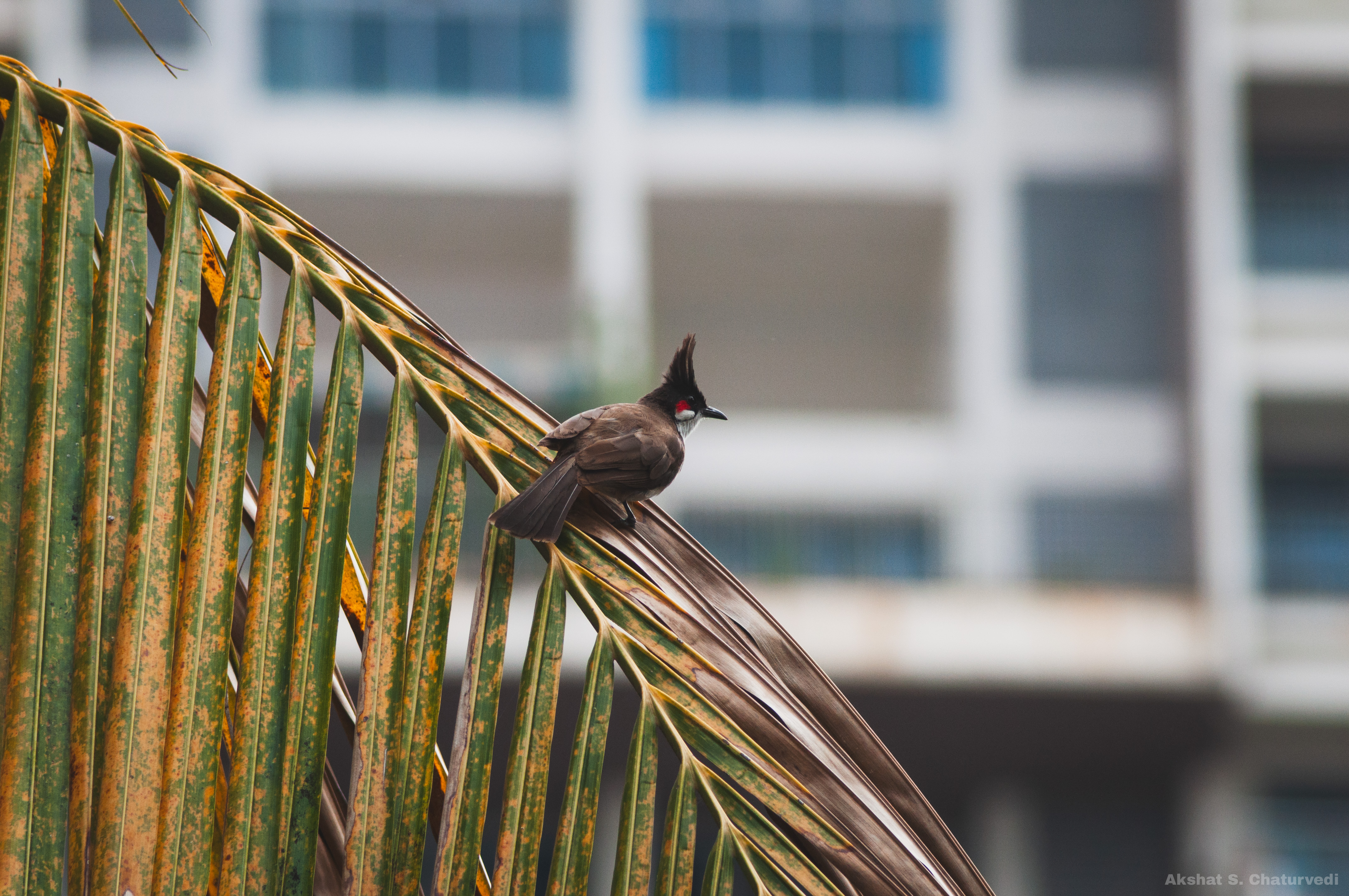A perched Red-whiskered Bulbul (Pycnonotus jocosus), Pune. June 2024