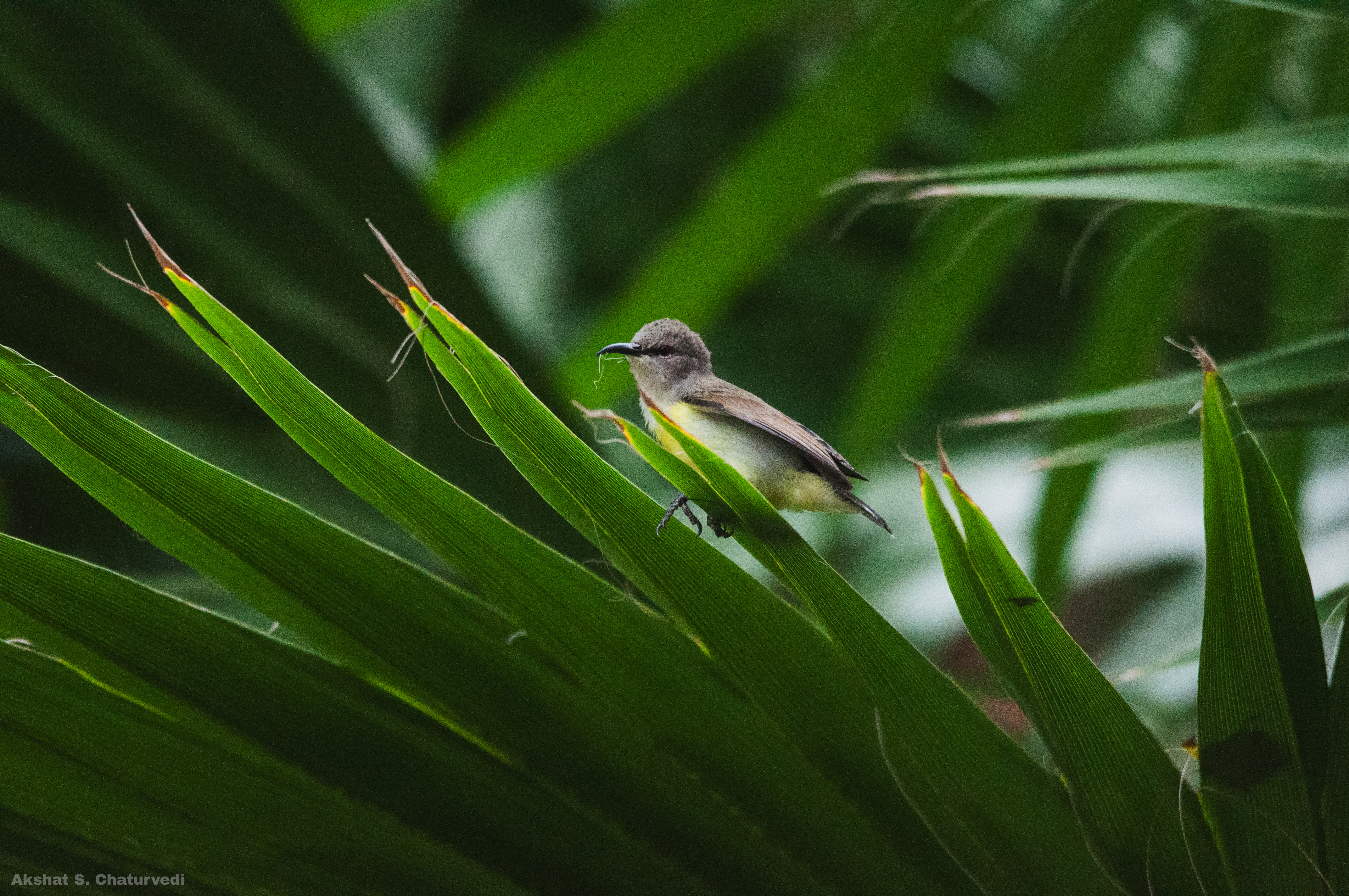 A foraging Purple-rumped Sunbird (Leptocoma zeylonica), Pune. May 2025