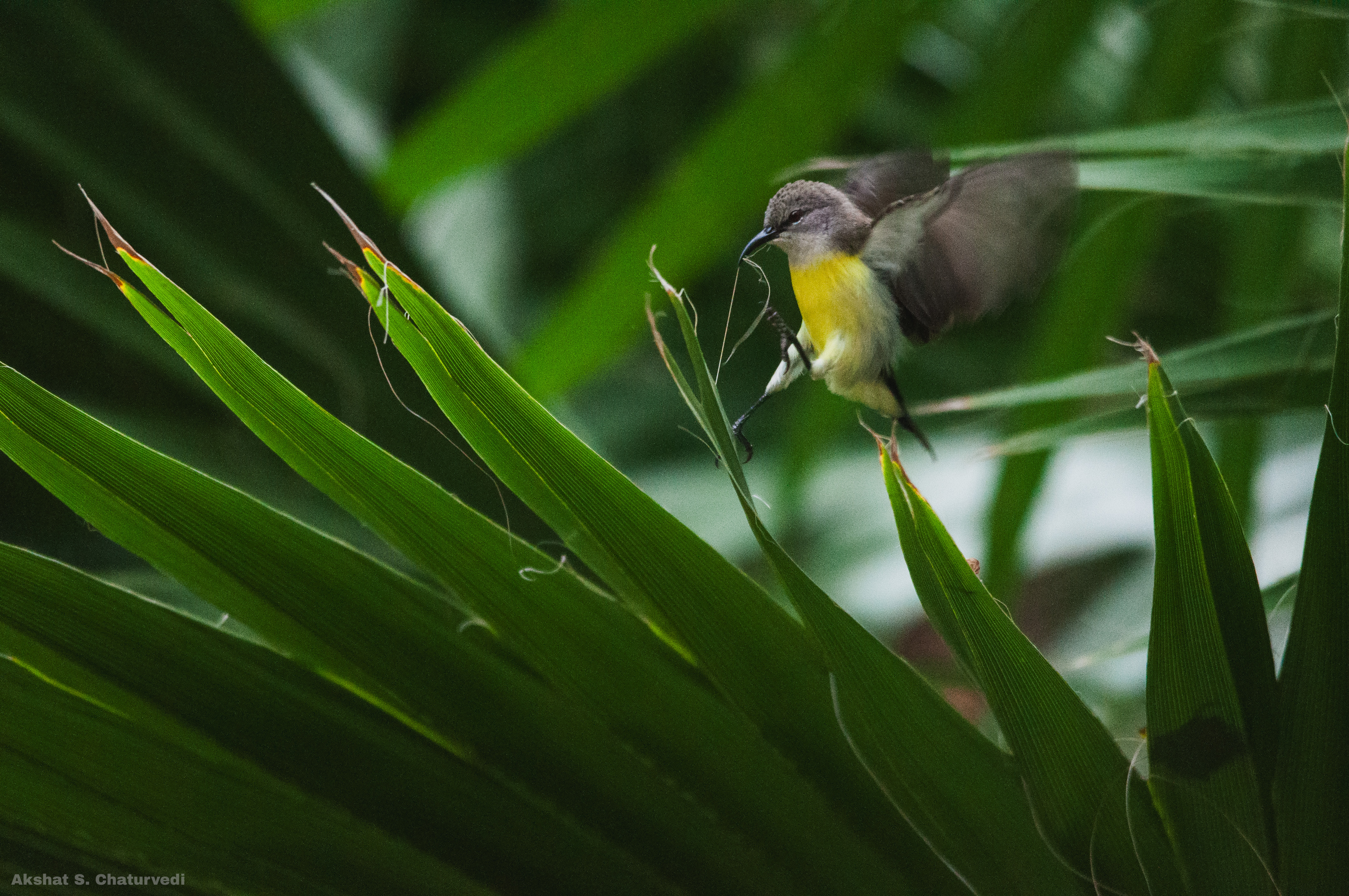 A foraging Purple-rumped Sunbird (Leptocoma zeylonica), Pune. May 2025