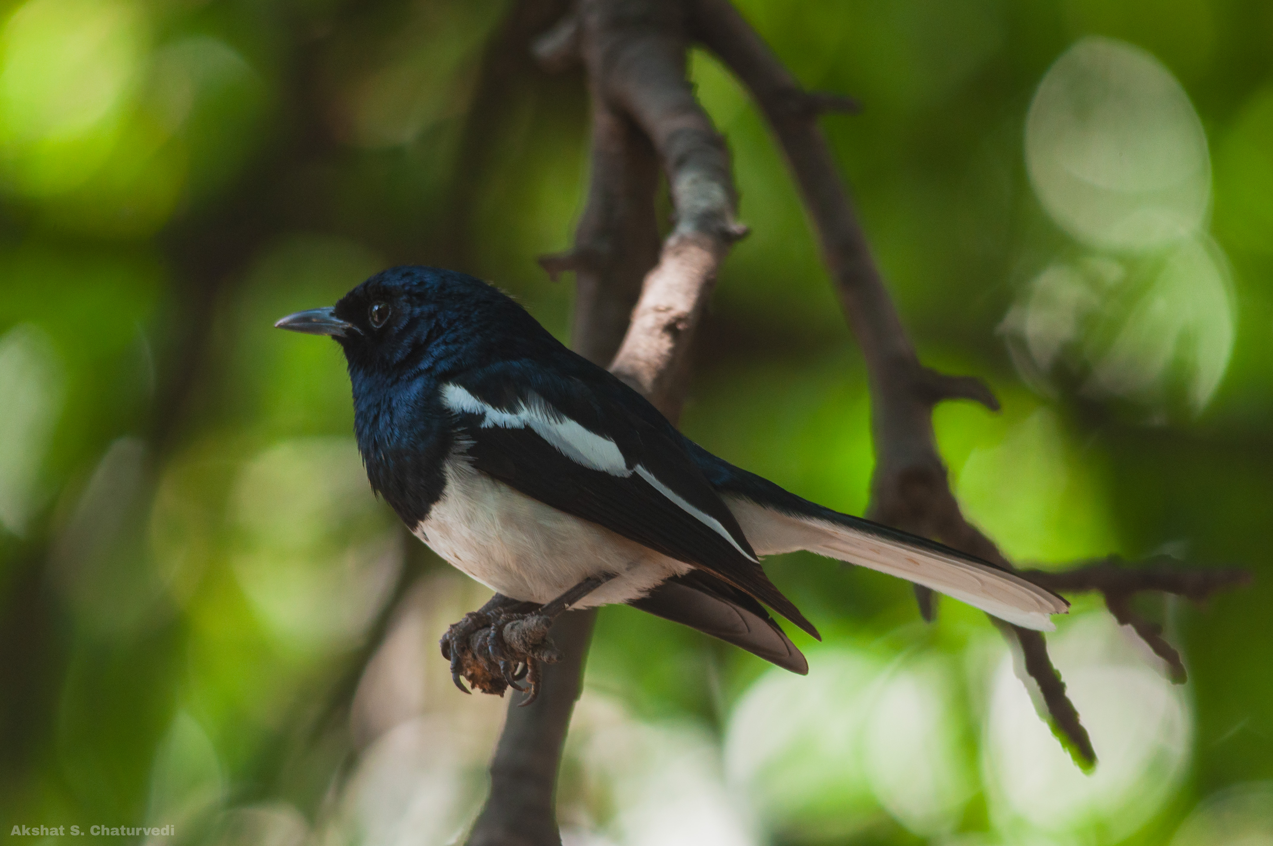 A perched Oriental Magpie-Robin (Copsychus saularis), Pune. June 2025