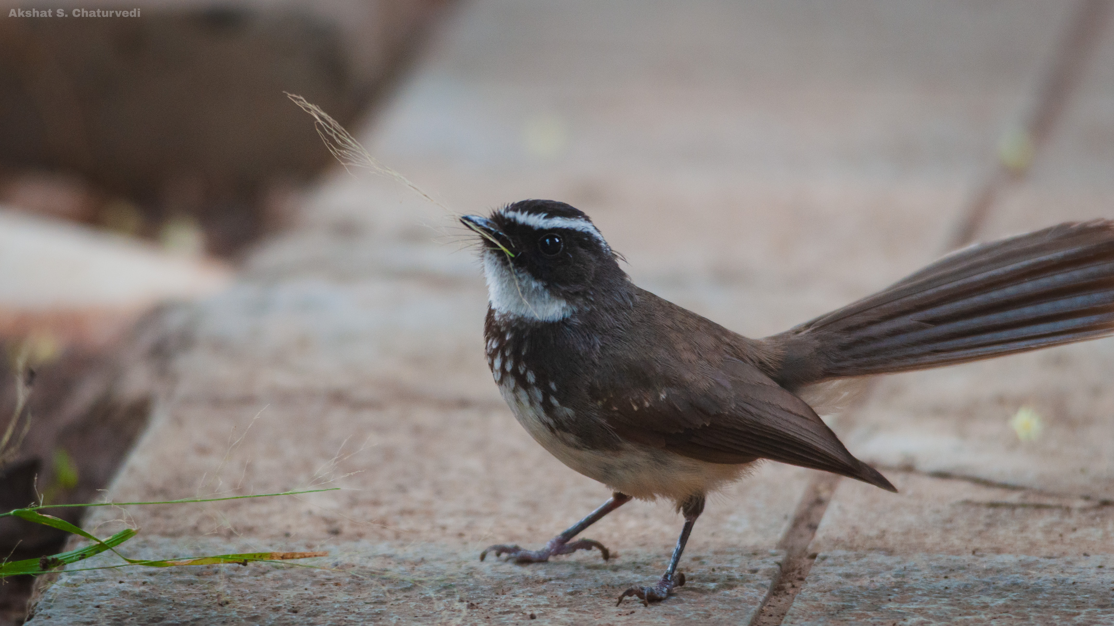 A foraging Spot-breasted Fantail (Rhipidura albogularis), Pune. July 2025