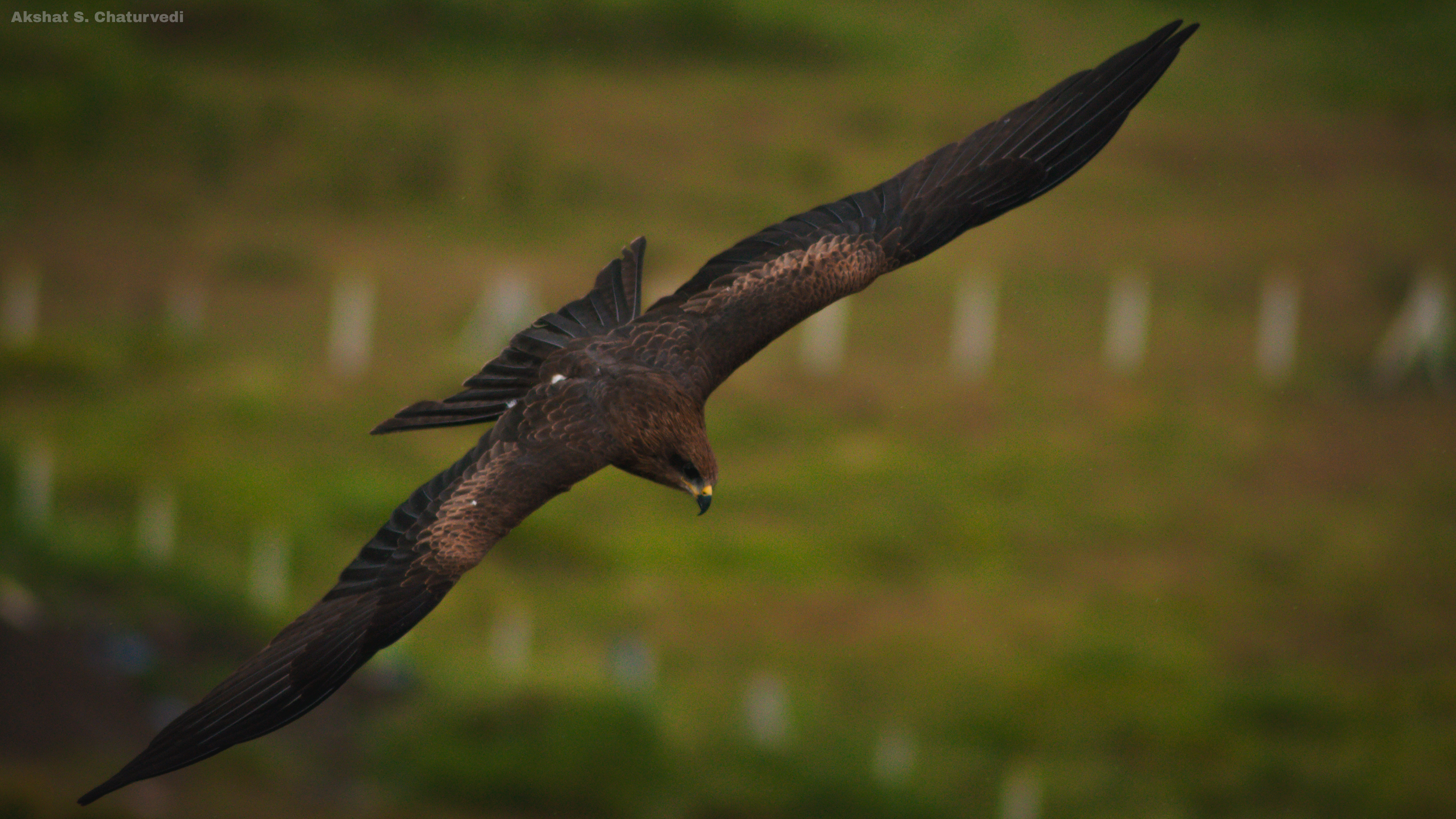 A Black Kite (Milvus migrans) in flight, Nashik. October 2019