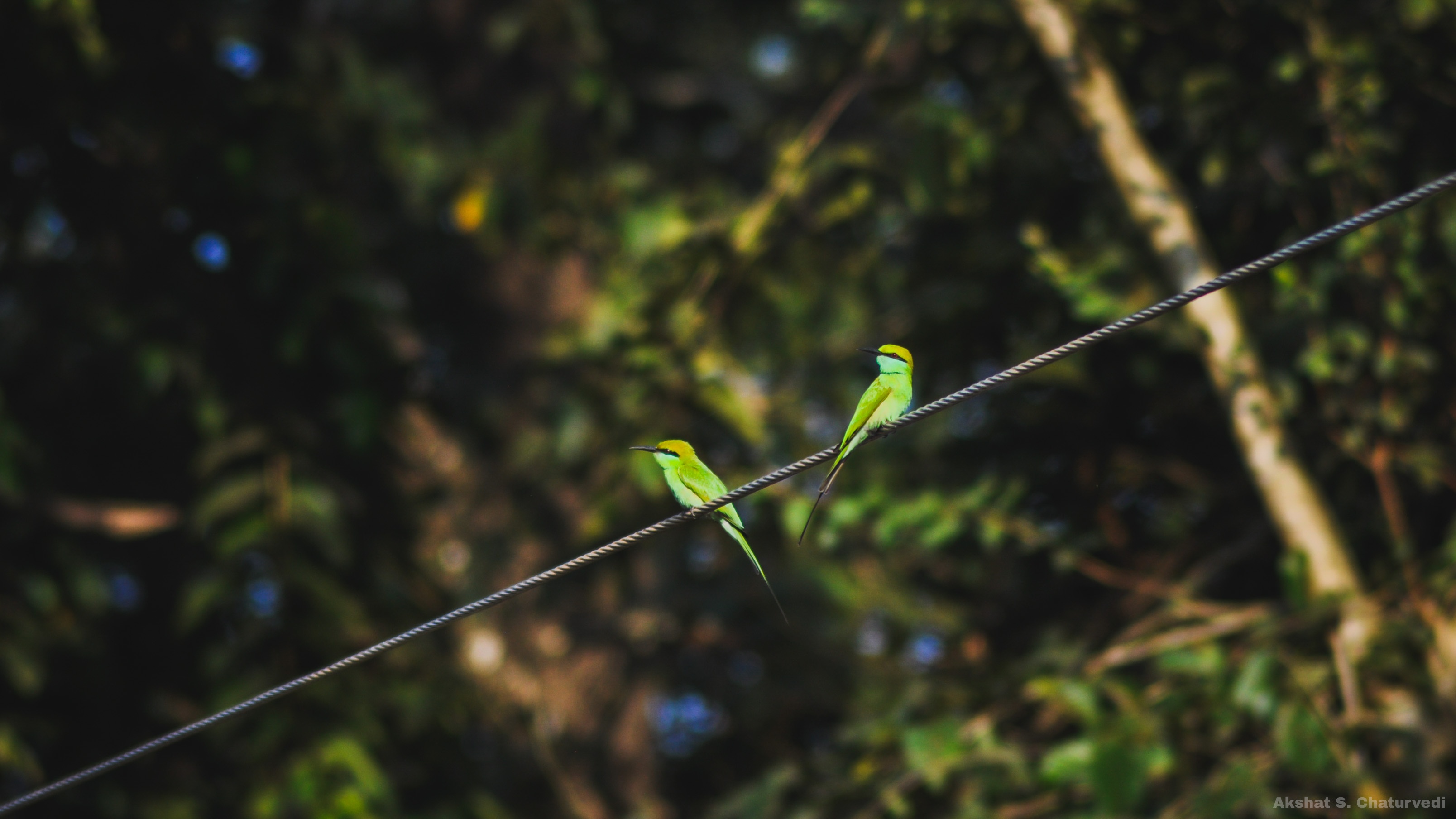 A pair of perched Asian Green Bee-eaters (Merops orientalis), Dandeli. December 2020