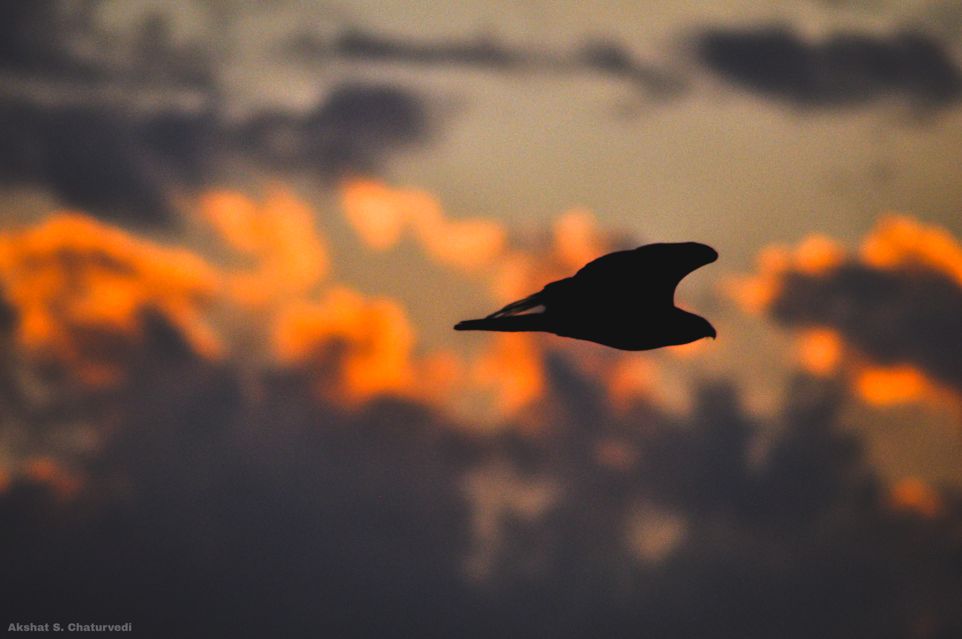 A silhouetted Black Kite (Milvus migrans) in flight, Nashik. February 2018